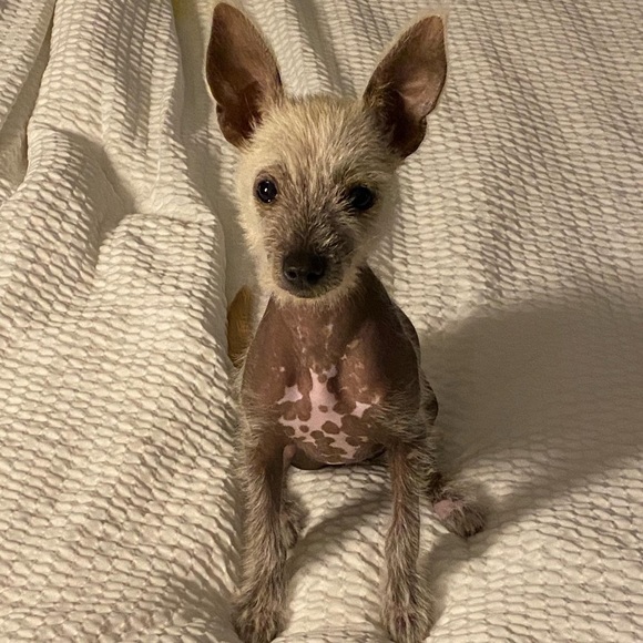 🐾NOT FOR SALE🐾 - Picture 1 of 1